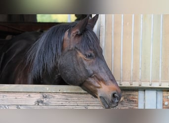 Halbaraber Mix, Wallach, 19 Jahre, 158 cm, Schwarzbrauner