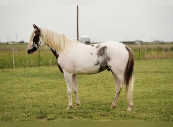 Halbaraber, Wallach, 3 Jahre, 147 cm, Schecke