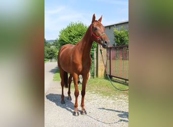 Halbaraber, Wallach, 5 Jahre, 164 cm, Fuchs