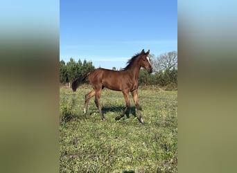 Half Arabier Mix, Hengst, 1 Jaar, 140 cm, Donkerbruin