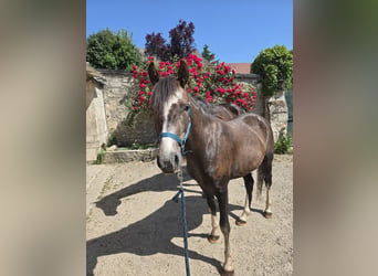 Half Arabier Mix, Hengst, 3 Jaar, 147 cm, Roan-Red
