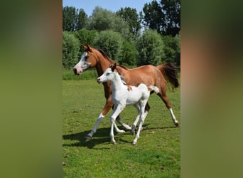 Half Arabier, Hengst, veulen (05/2023), 160 cm, Gevlekt-paard