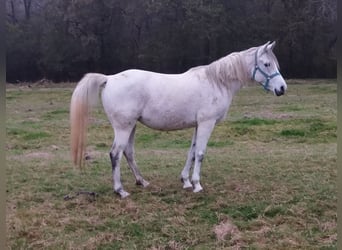 Half Arabier, Merrie, 10 Jaar, 147 cm, Schimmel