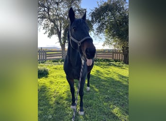 Half Arabier, Merrie, 16 Jaar, 160 cm, Bruin