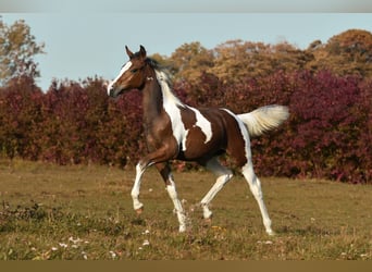 Half Arabier, Merrie, 1 Jaar, 160 cm, Gevlekt-paard