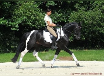 Half Arabier, Merrie, 1 Jaar, 160 cm, Gevlekt-paard