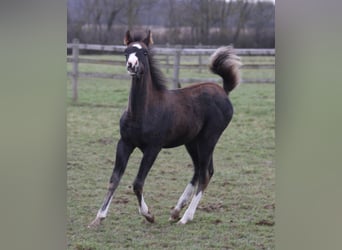 Half Arabier, Merrie, 1 Jaar, Zwart