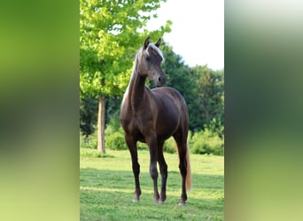 Half Arabier, Merrie, 2 Jaar, 154 cm, Zwart