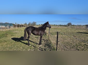 Half Arabier, Merrie, 2 Jaar, 155 cm, Zwart