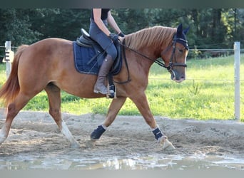 Half Arabier, Merrie, 3 Jaar, 140 cm, Falbe