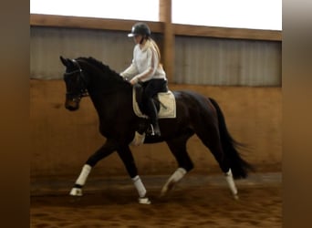 Half Arabier, Merrie, 4 Jaar, 172 cm