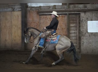 Half Arabier, Merrie, 4 Jaar, Roodbruin