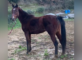 Half Arabier, Merrie, 5 Jaar, 154 cm, Bruin