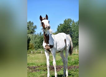 Half Arabier, Merrie, veulen (03/2023), 156 cm, Gevlekt-paard