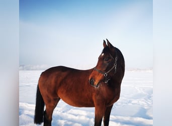 Halbaraber, Wallach, 10 Jahre, 160 cm, Rotbrauner