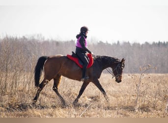 Half Arabier, Ruin, 10 Jaar, 160 cm, Roodbruin