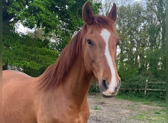 Half Arabier Mix, Ruin, 13 Jaar, 165 cm, Vos