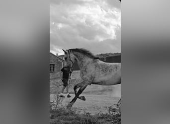 Half Arabs, Gelding, 13 years, 16 hh, Grey-Dapple
