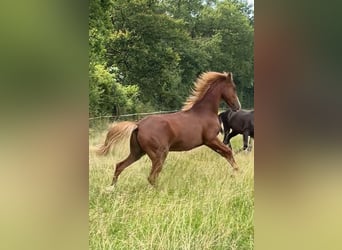 Half Arabs, Gelding, 1 year, 14,2 hh, Chestnut-Red