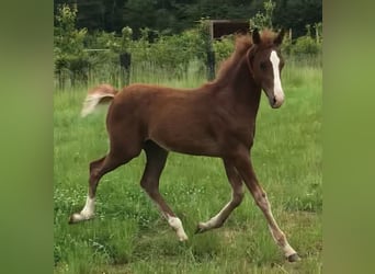 Half Arabs, Gelding, 1 year, 14,2 hh, Chestnut-Red