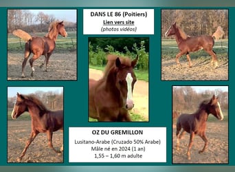 Half Arabs, Gelding, 2 years, 15 hh, Chestnut-Red