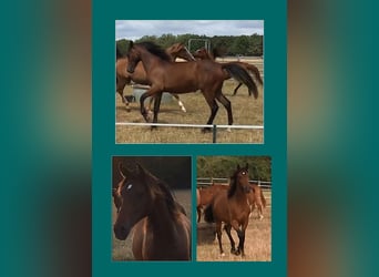Half Arabs, Gelding, 3 years, 15,1 hh, Brown