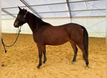 Half Arabs, Gelding, 3 years, 15,1 hh, Brown