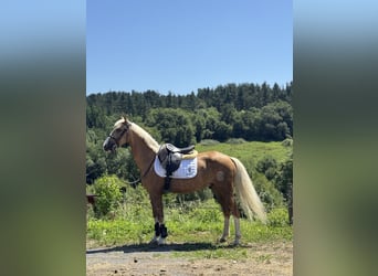 Half Arabs Mix, Gelding, 6 years, 13.2 hh, Palomino