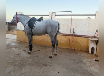 Half Arabs Mix, Gelding, 7 years, 16 hh, Grey