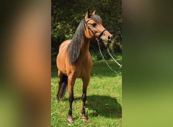 Half Arabs Mix, Mare, 10 years, 14.1 hh, Brown