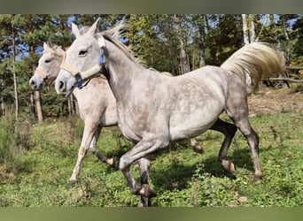 Half Arabs, Mare, 10 years, 14,2 hh, Grey