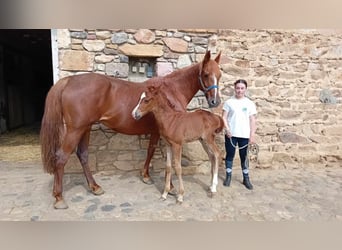 Half Arabs Mix, Mare, 12 years, 15,1 hh, Chestnut-Red