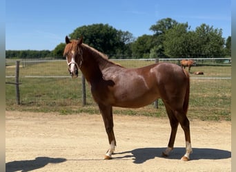Half Arabs, Mare, 1 year, 13.2 hh, Chestnut