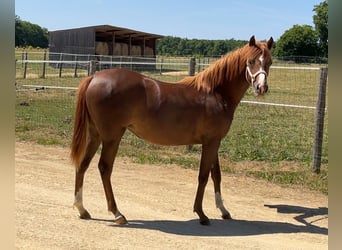 Half Arabs, Mare, 1 year, 13.2 hh, Chestnut