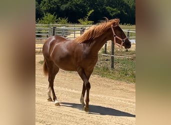 Half Arabs, Mare, 1 year, 13.2 hh, Chestnut