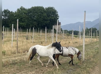 Half Arabs, Mare, 2 years, 13.1 hh, Tobiano-all-colors