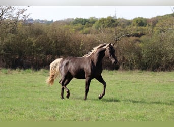 Half Arabs, Mare, 2 years, 15 hh, Black