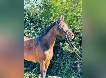 Half Arabs, Mare, 4 years, 15,1 hh, Brown