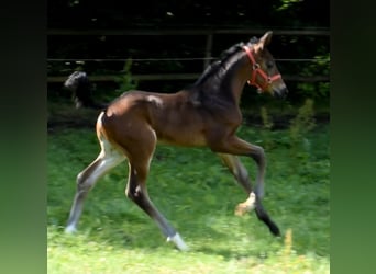 Half Arabs, Mare, 4 years, 16,3 hh