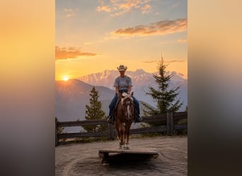Half Arabs Mix, Mare, 8 years, 14.1 hh, Chestnut-Red