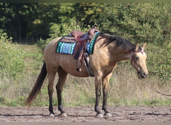 Half Arabs, Mare, 8 years, 15 hh, Buckskin