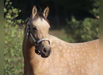 Half Arabs, Mare, 8 years, 15 hh, Buckskin