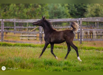 Halbaraber, Stute, Fohlen (03/2024), 15,1 hh, Rappe