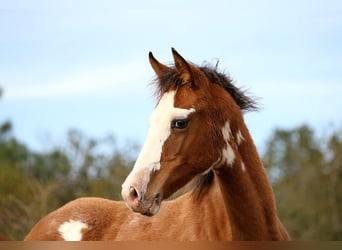 Halbaraber, Stute, Fohlen (01/2024), 15,1 hh, Tobiano-alle-Farben