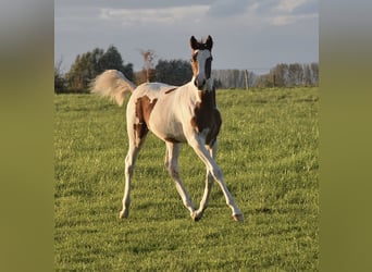 Halbaraber, Stute, Fohlen (04/2024), 15,1 hh, Tobiano-alle-Farben