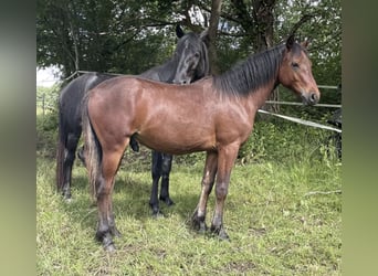 Half Arabs, Stallion, 1 year, 14.2 hh, Brown
