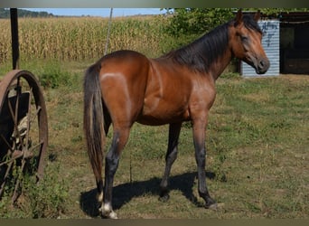Half Arabs Mix, Stallion, 1 year, 15.2 hh, Bay-Dark