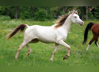 Half Arabs, Stallion, 3 years, 15,2 hh, Champagne