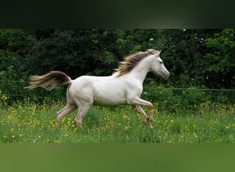 Half Arabs, Stallion, 3 years, 15,2 hh, Champagne