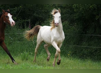 Half Arabs, Stallion, 3 years, 15,2 hh, Champagne